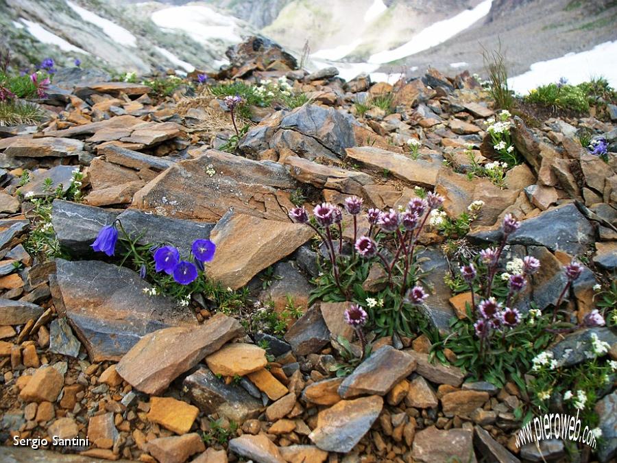 22 Fiori tra le roccie.JPG - 22 Fiori tra le rocce